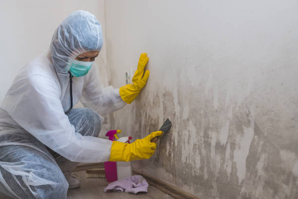 Best Mold Remediation for Specific Building Types in Ravenna, MI