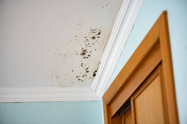 Best DIY Mold Remediation Support Services in Ravenna, MI