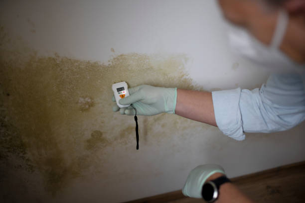 Best Post-Remediation Services in Ravenna, MI