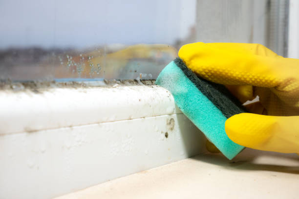 Best White Mold Remediation in Ravenna, MI