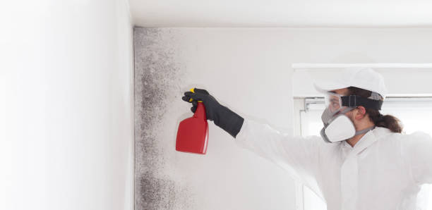 Best Health and Safety Mold Remediation in Ravenna, MI