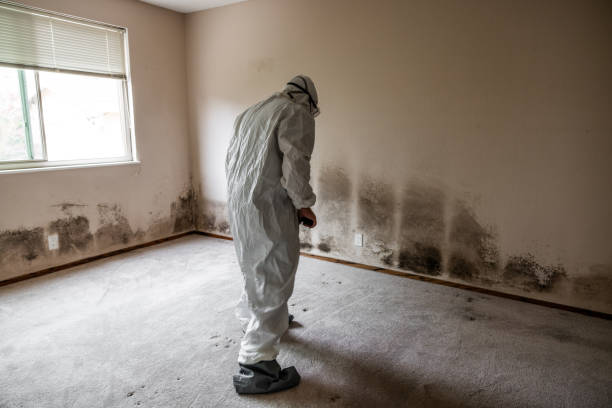 Best Industrial Mold Remediation in Ravenna, MI