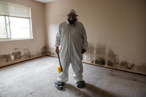 Best Commercial Mold Remediation in Ravenna, MI
