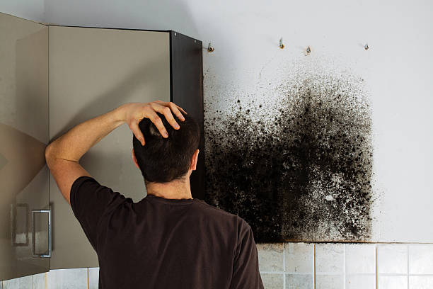 Professional Mold Remediation in Ravenna, MI
