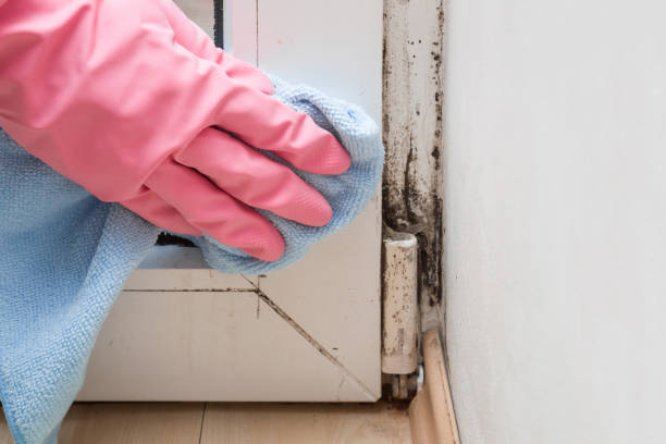 Best HVAC Mold Remediation in Ravenna, MI